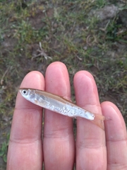 Chondrostoma variabile