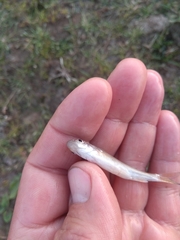 Chondrostoma variabile