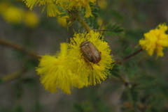 Sphaeroscelis pectoralis