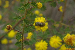 Sphaeroscelis pectoralis