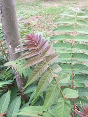 Ailanthus altissima