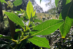 Hedycarya angustifolia