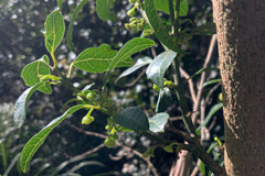 Hedycarya angustifolia