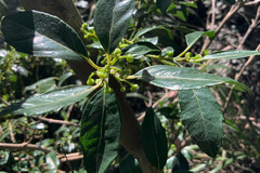 Hedycarya angustifolia