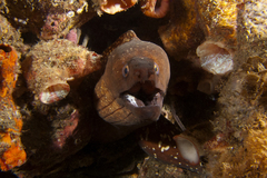 Gymnothorax prionodon