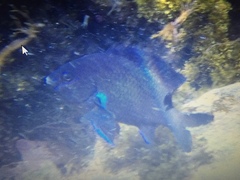 Canary damselfish