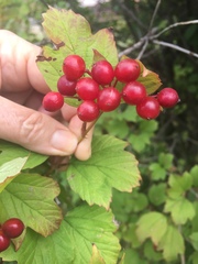 Viburnum opulus