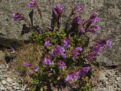 Penstemon fruticosus fruticosus