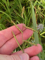 Paspalum denticulatum