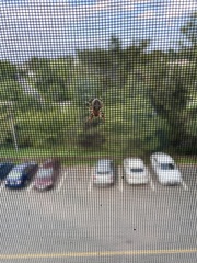 Larinioides cornutus