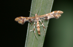 Geina periscelidactylus
