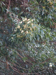 Eucalyptus patens