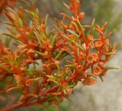 Gyrostemon australasicus