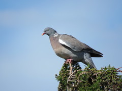 Columba palumbus