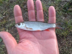 Leuciscus idus