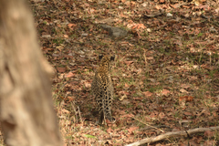 Panthera pardus fusca