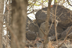 Panthera pardus fusca