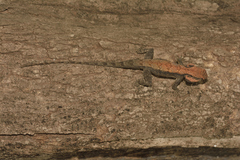 Psammophilus dorsalis