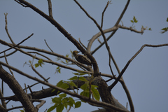 Leiopicus mahrattensis