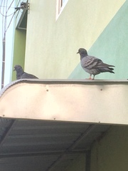Columba livia domestica