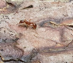 Myrmica rubra