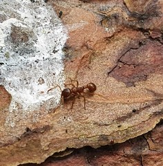 Myrmica rubra