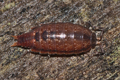 Laevophiloscia
