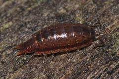 Laevophiloscia