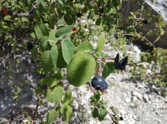Amelanchier ovalis
