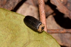 Atyphella scintillans