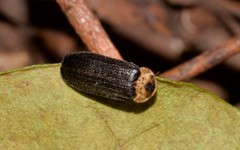 Atyphella scintillans