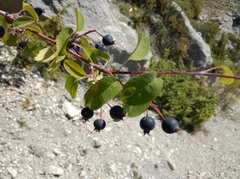 Amelanchier ovalis