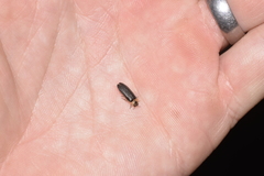 Atyphella scintillans