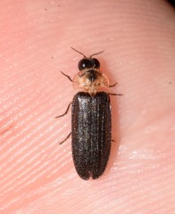 Atyphella scintillans