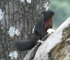 Callosciurus prevostii