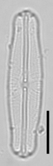 Sellaphora