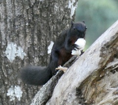 Callosciurus prevostii
