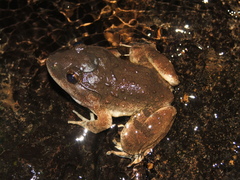 Gyldenstolpe's Frog photo 2