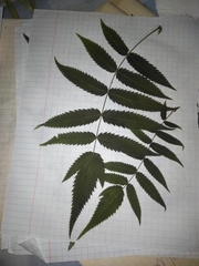 Sorbaria sorbifolia