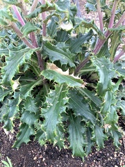 Berkheya armata