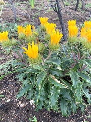 Berkheya armata