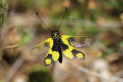 Libelloides macaronius