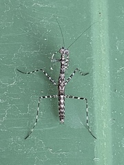Ciulfina