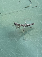 Ciulfina