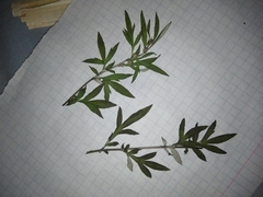 Artemisia vulgaris