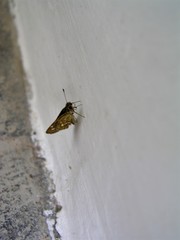 Taractrocera ardonia lamia