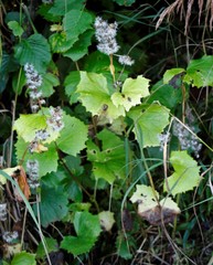 Parasenecio kamtschaticus