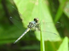Brachydiplax sobrina