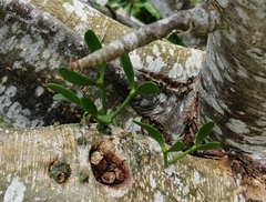 Viscum album