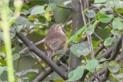 Phylloscopus fuscatus